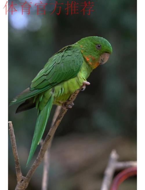 卡布雷拉，拥有惊人头部的鹦鹉性格